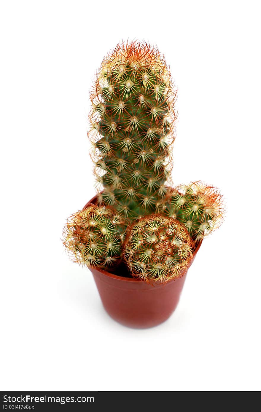 Cactus