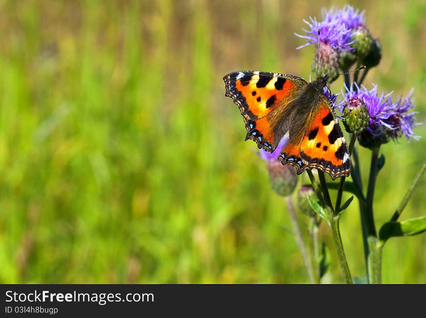 A beautiful butterfly sitting on flower.