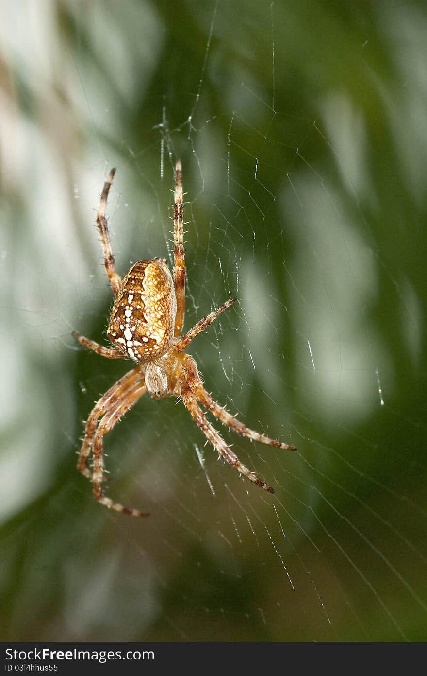 Garden Spider