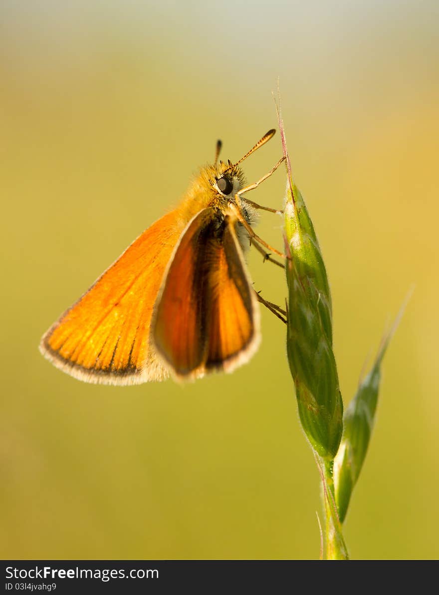 Skipper