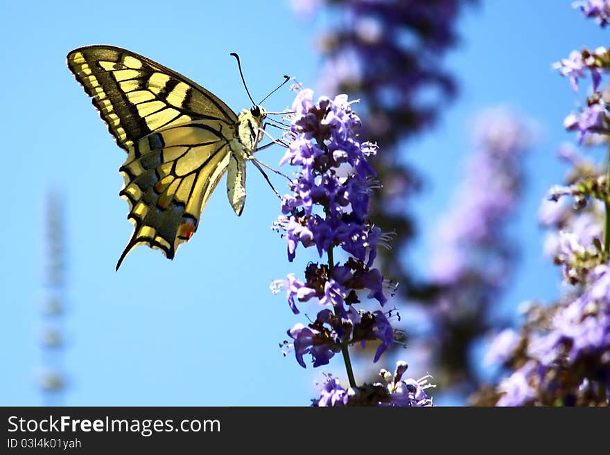 A beautiful butterfly (big yellow) on a purple tree flowers. A beautiful butterfly (big yellow) on a purple tree flowers.