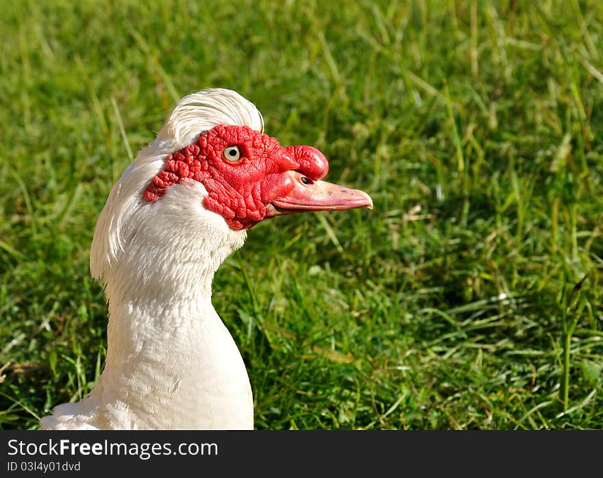 Head of a Muscovy Duck on green background.