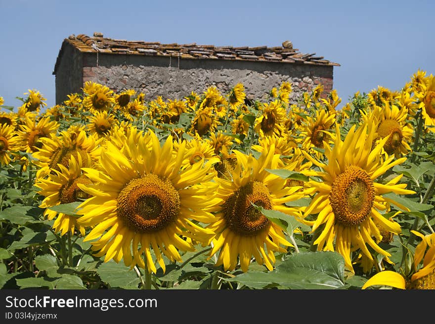 Sunflowers