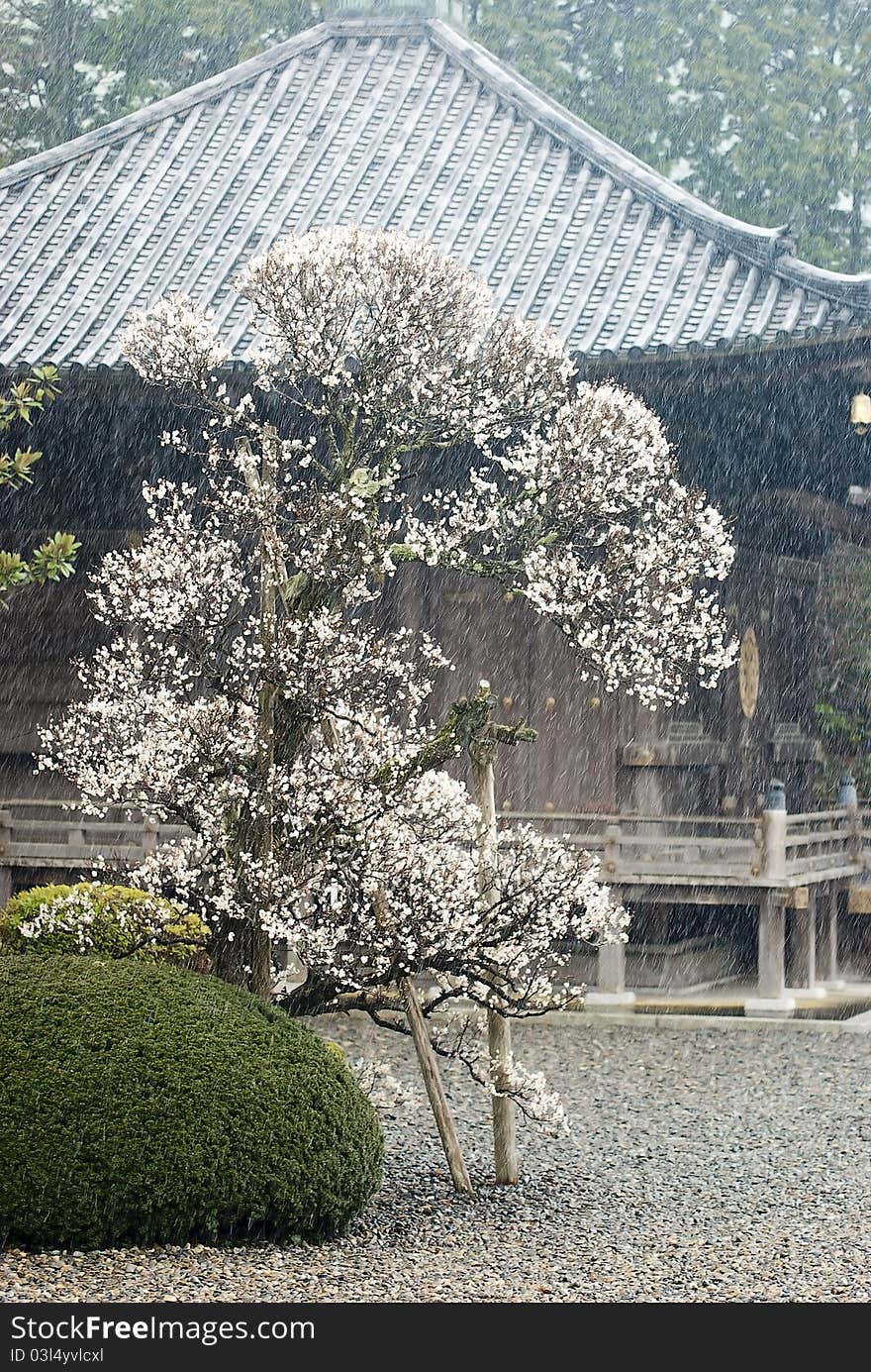 Japanese plum in blossoom under snow