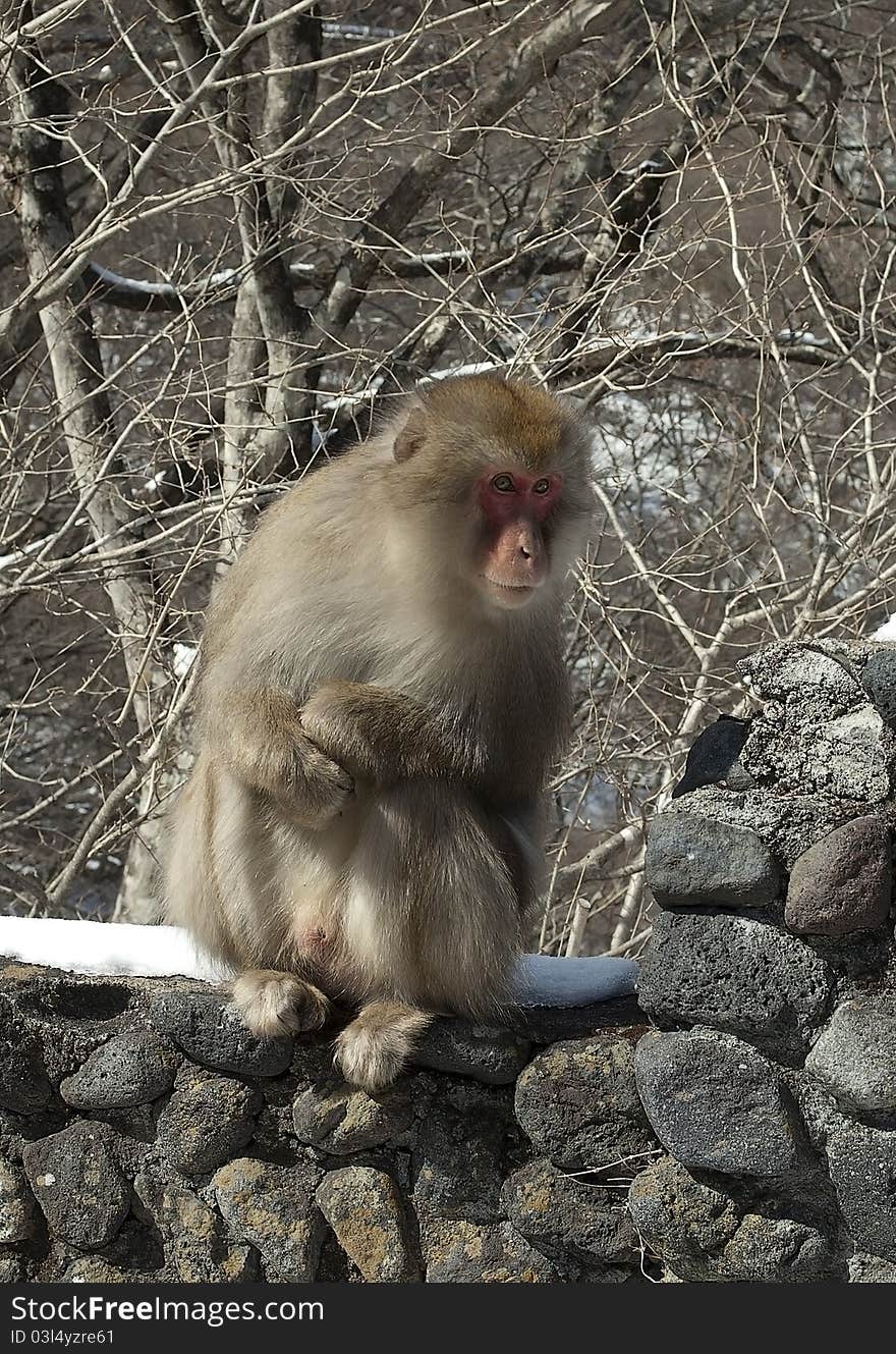 Wild monkey asking for food in winter. Wild monkey asking for food in winter