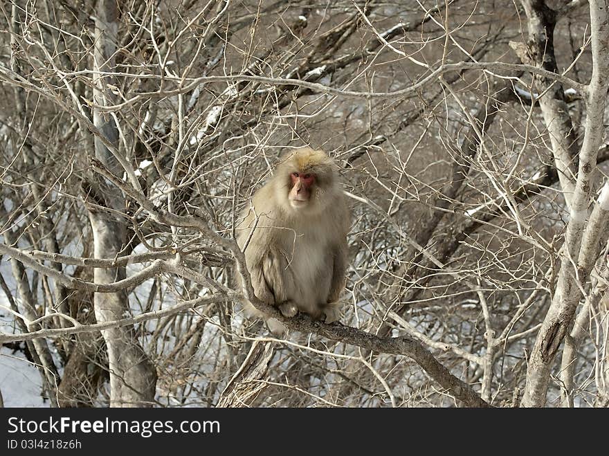 Wild monkey asking for food in winter. Wild monkey asking for food in winter