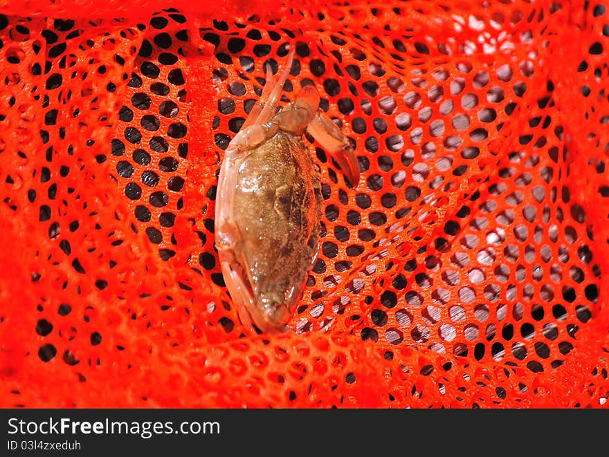 Cran in an orange net