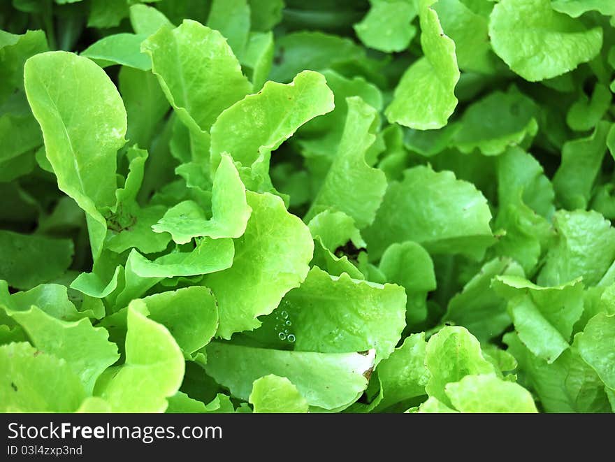 Green leafy lettuce in agarden