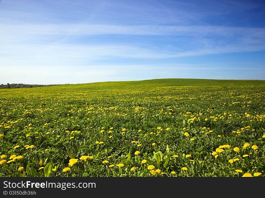 Field on which specially grow up camomiles. Field on which specially grow up camomiles