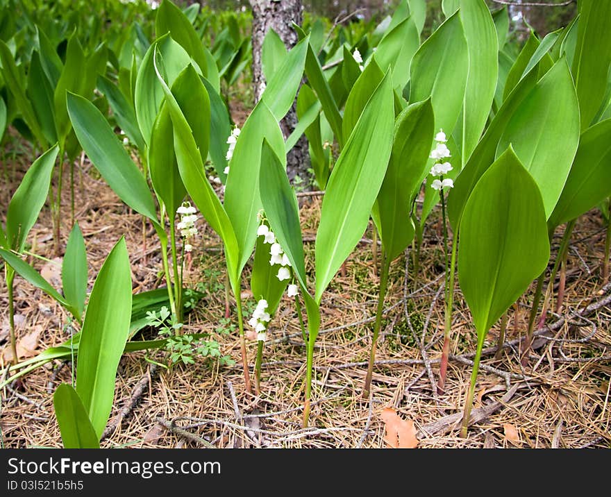 Lilies of the valley