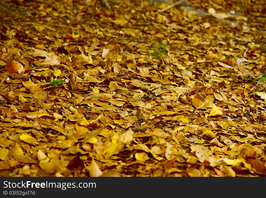 Yellow Carpet