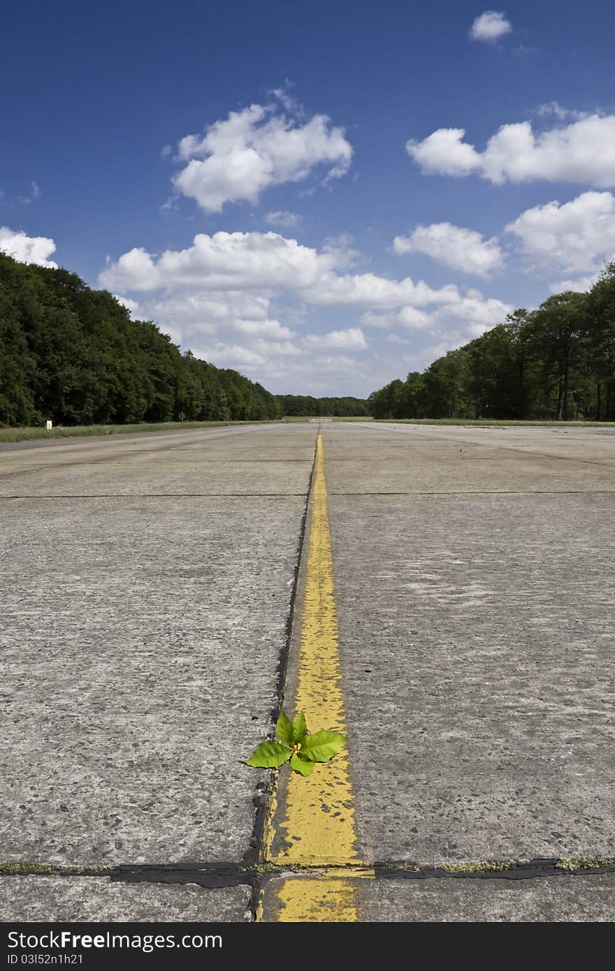 Lonely runway with a plant