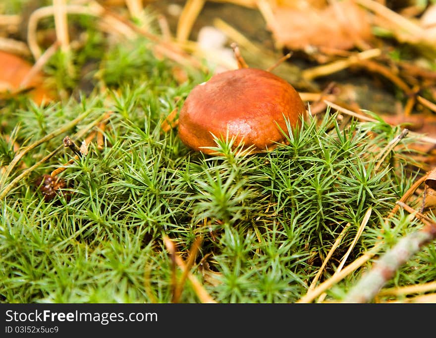 The mushroom growing in a moss in wood (the Polish mushroom)