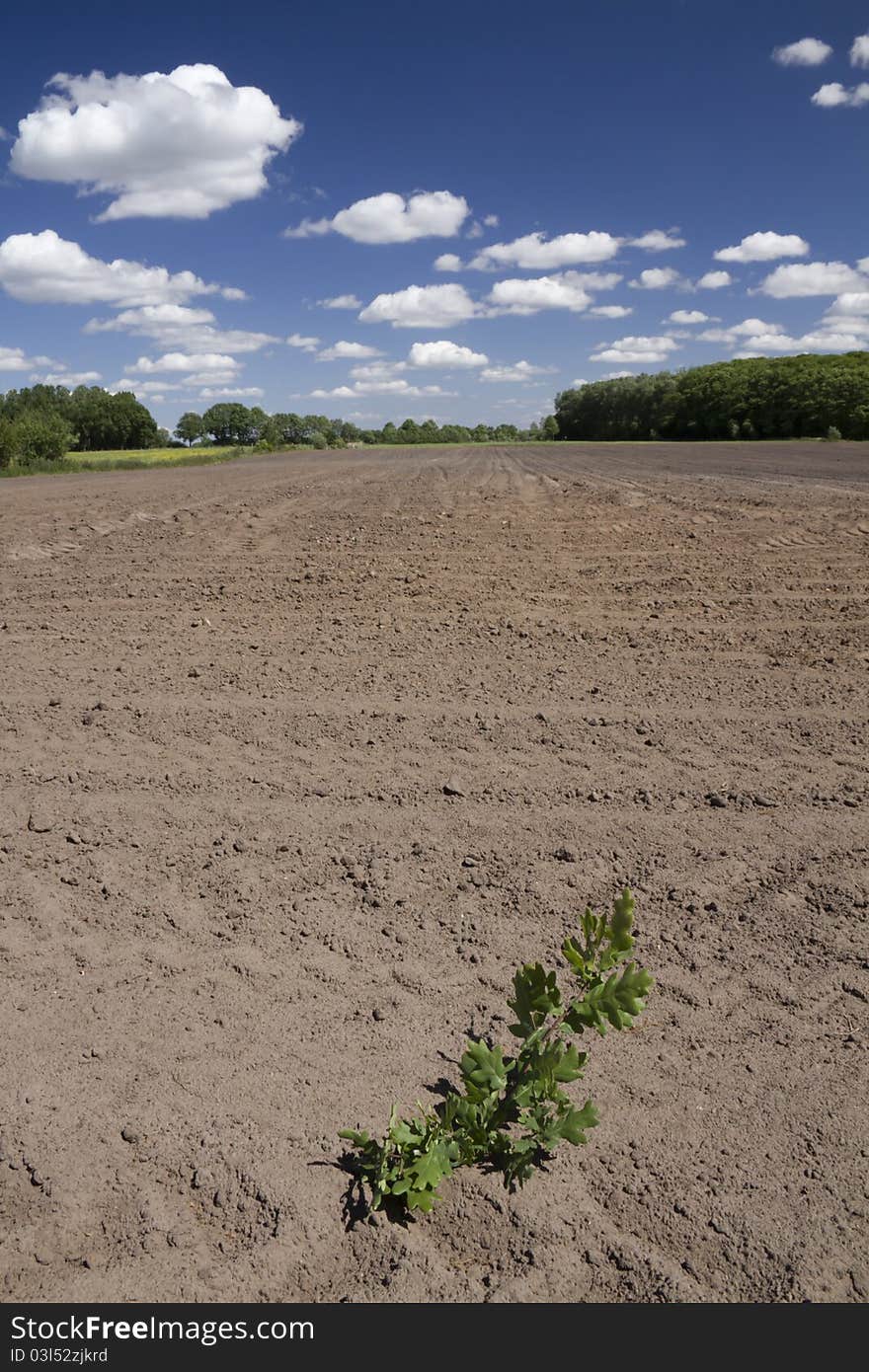 Image of a field with a plant in the foreground, shot with a wide angle lens. Image of a field with a plant in the foreground, shot with a wide angle lens.