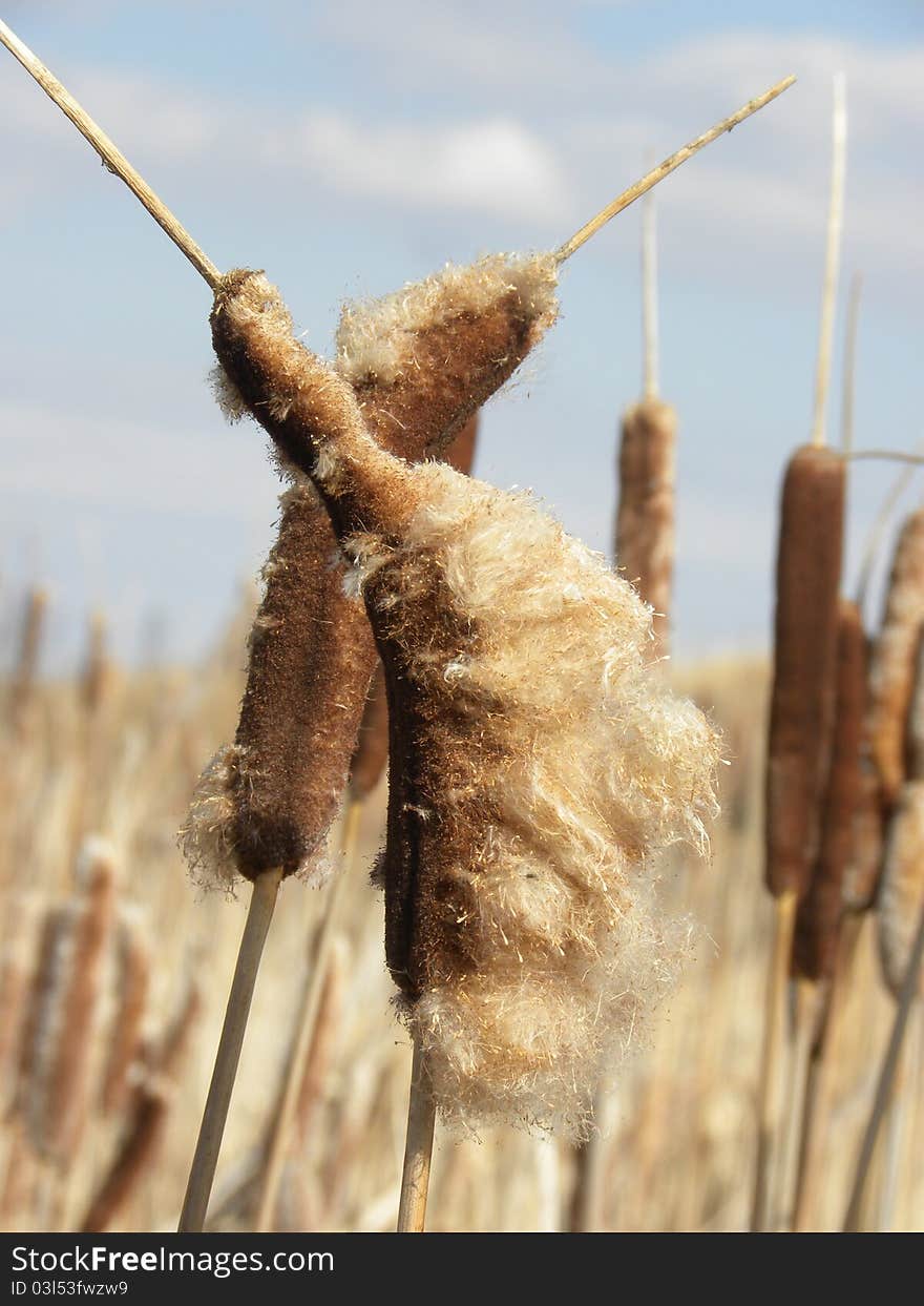 Two Winter Bull Rushes