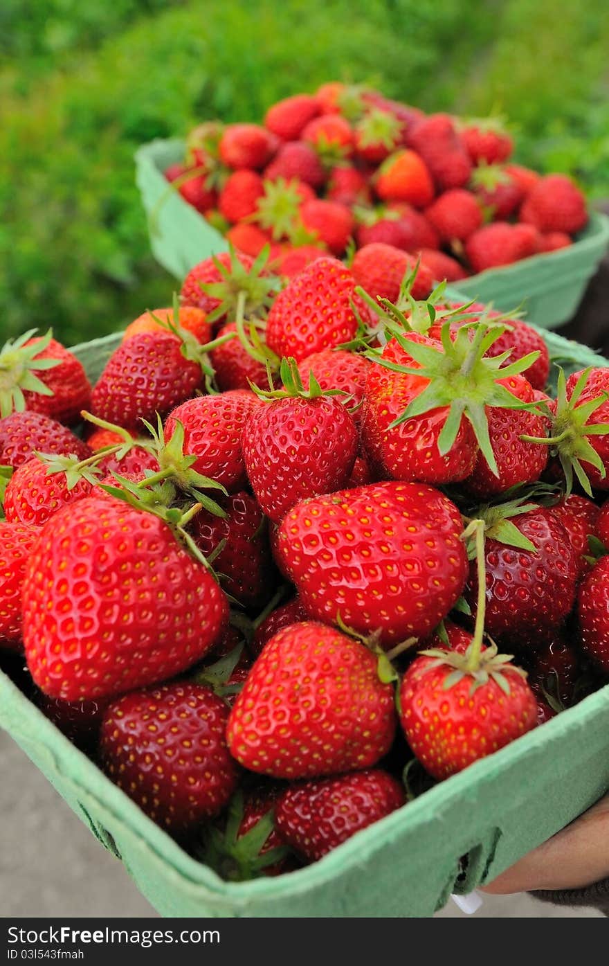 Fresh raw strawberries