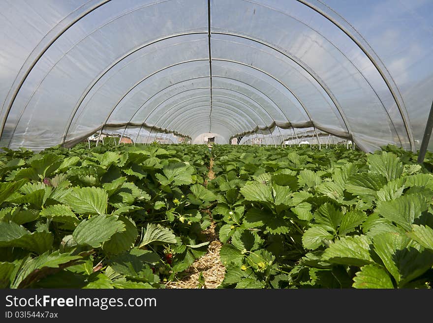 Image of a strawberry greenhouse