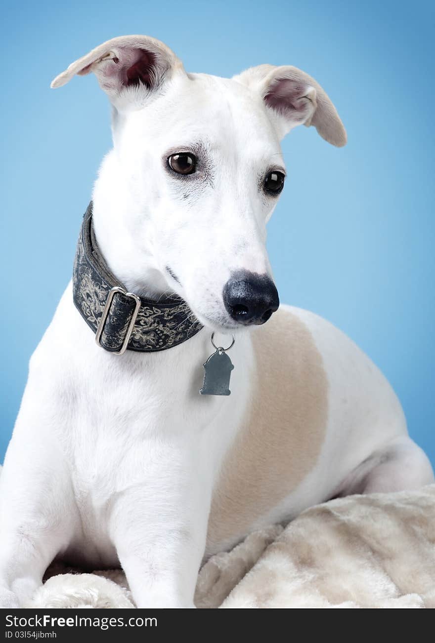 Fawn and white Whippet lying on a fur blanket