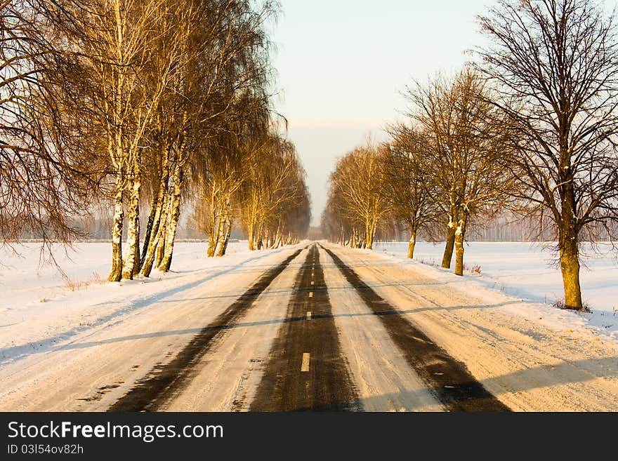 The trees growing along road covered with snow (winter season). The trees growing along road covered with snow (winter season)