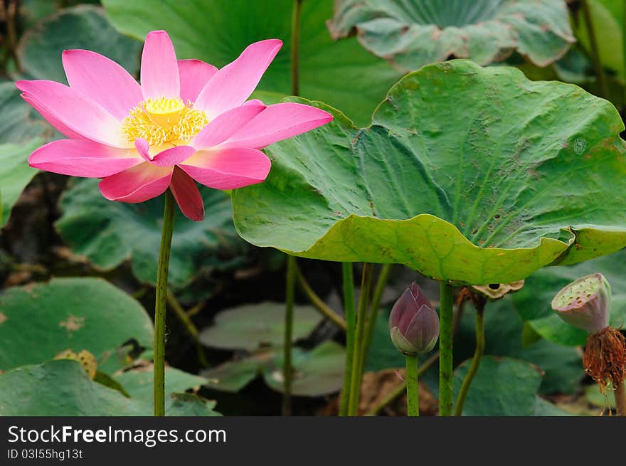 Natural pink lotus floral fresh garden