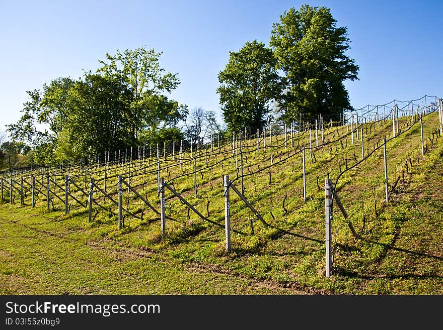 Vineyard with a drip irrigation system running along the top of the vines. Vineyard with a drip irrigation system running along the top of the vines