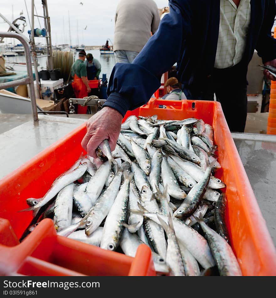 Days catch of sardines in orange crate sitting on a dock which was caught in Portugal. Days catch of sardines in orange crate sitting on a dock which was caught in Portugal