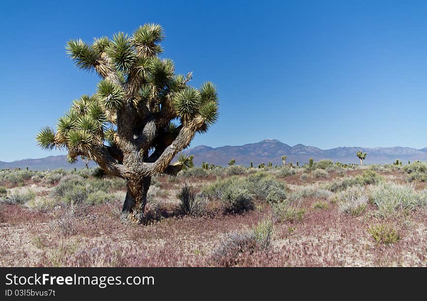 Joshua Trees