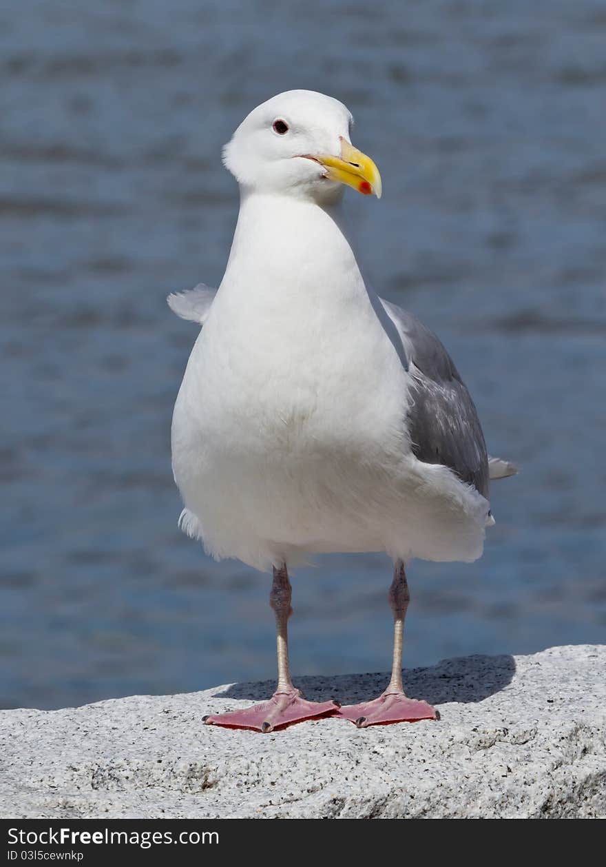 Posing Seagull