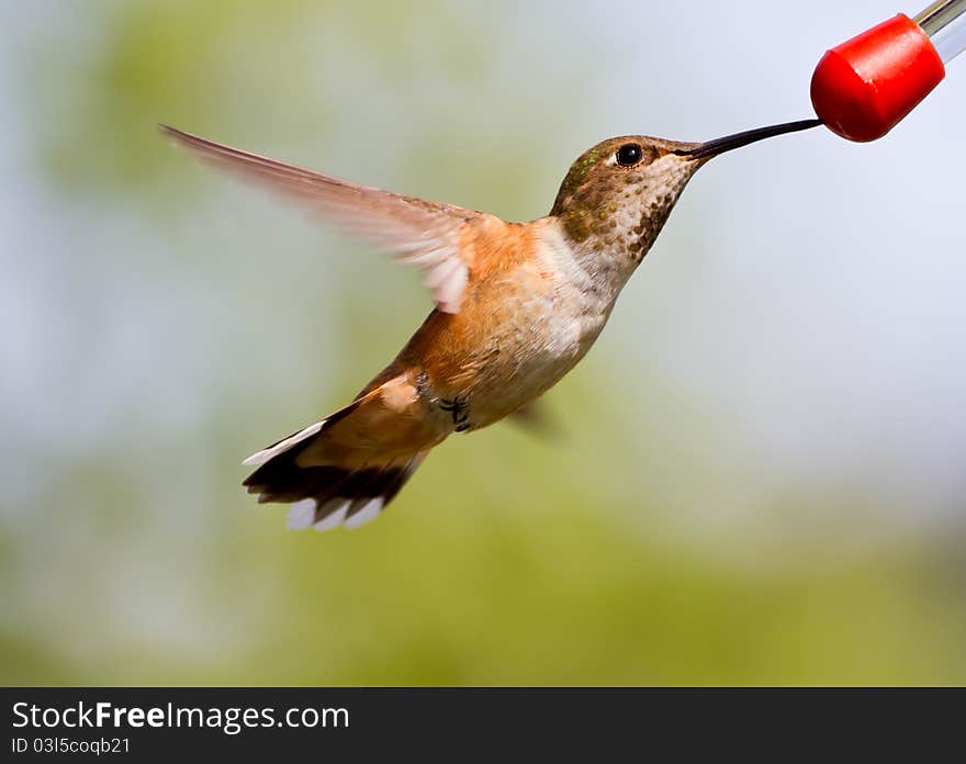 Female Rufus Feeding