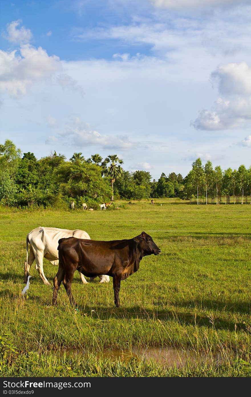 Cow cattle in the pasture of countryside in Thailand. Cow cattle in the pasture of countryside in Thailand