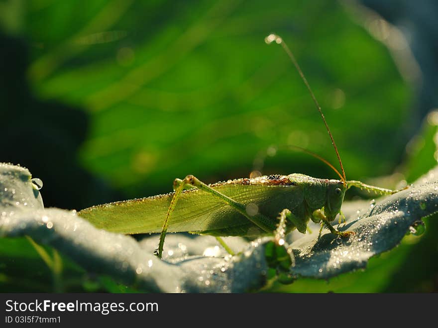 Grasshopper