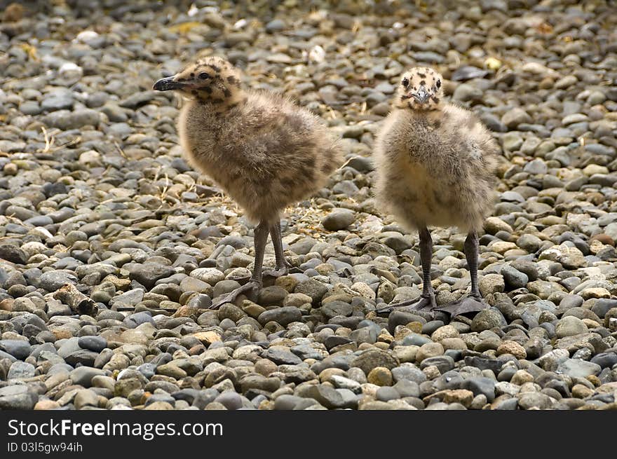 Two seagull chicks