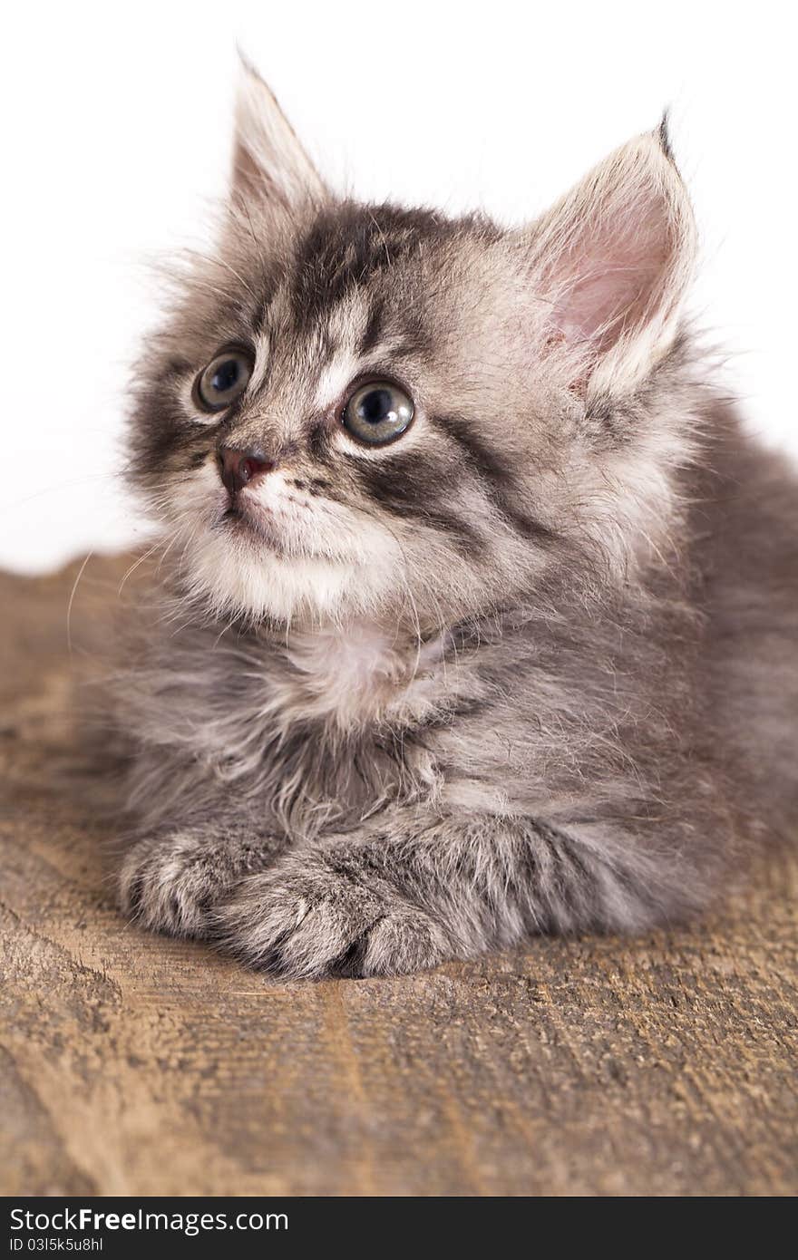 Kitten European breed cat, rests on the board