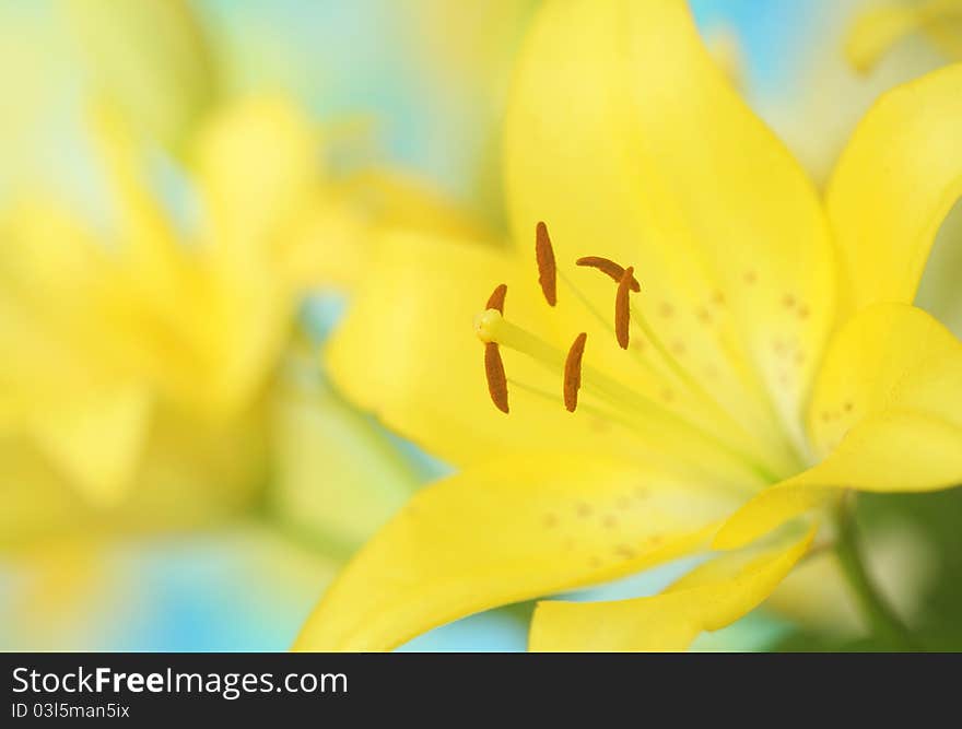 Yellow lily