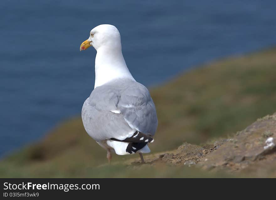 Seagull on a cliff