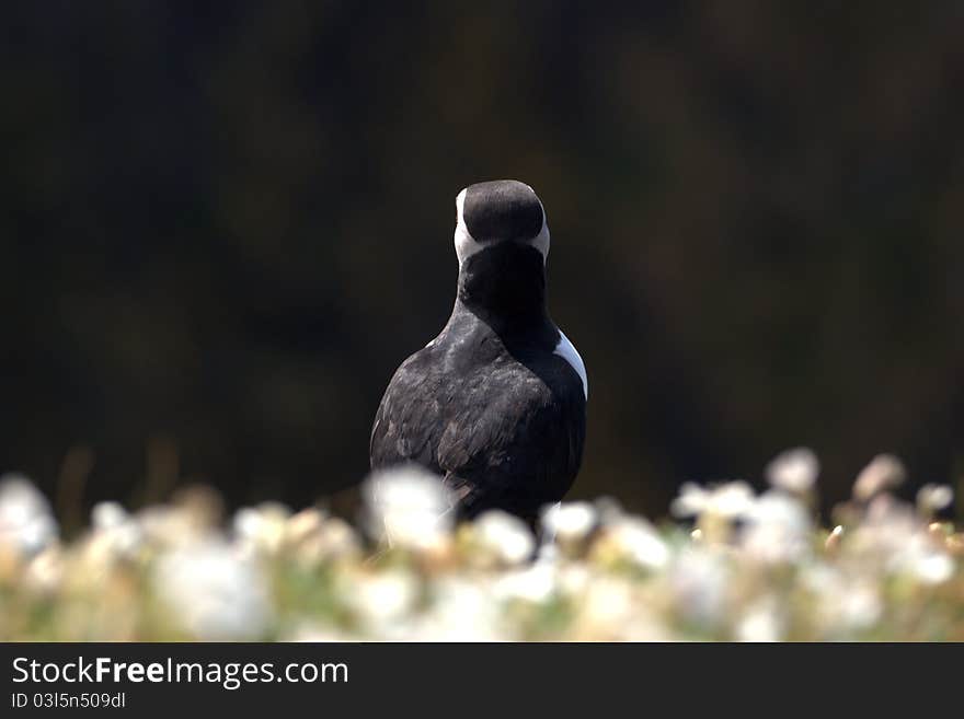 A puffin from the back at a cliffs edge. A puffin from the back at a cliffs edge