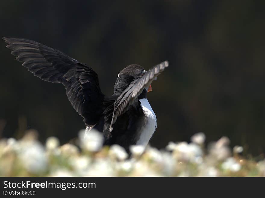 Puffin Spreading Its Wings