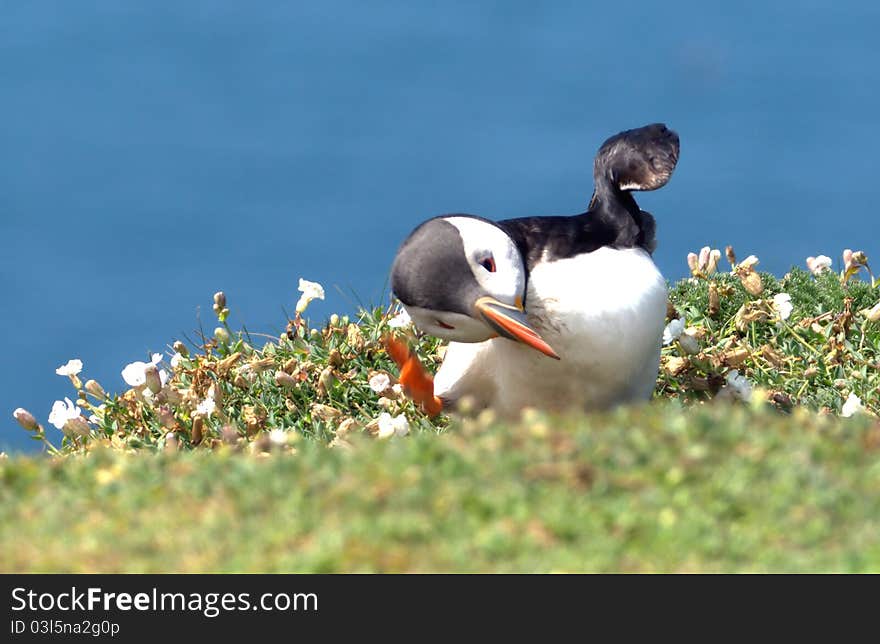 The puffin dance