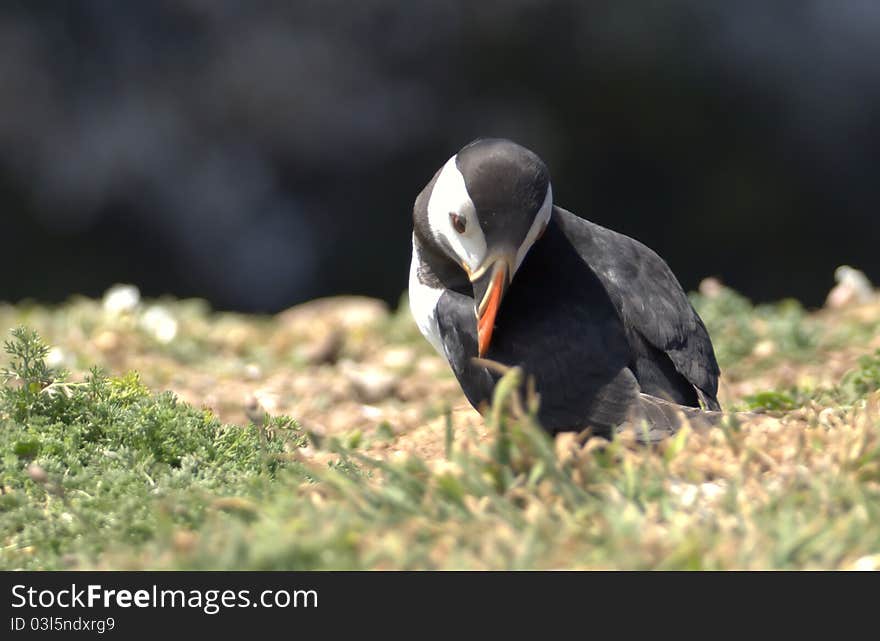 Puffins looking back