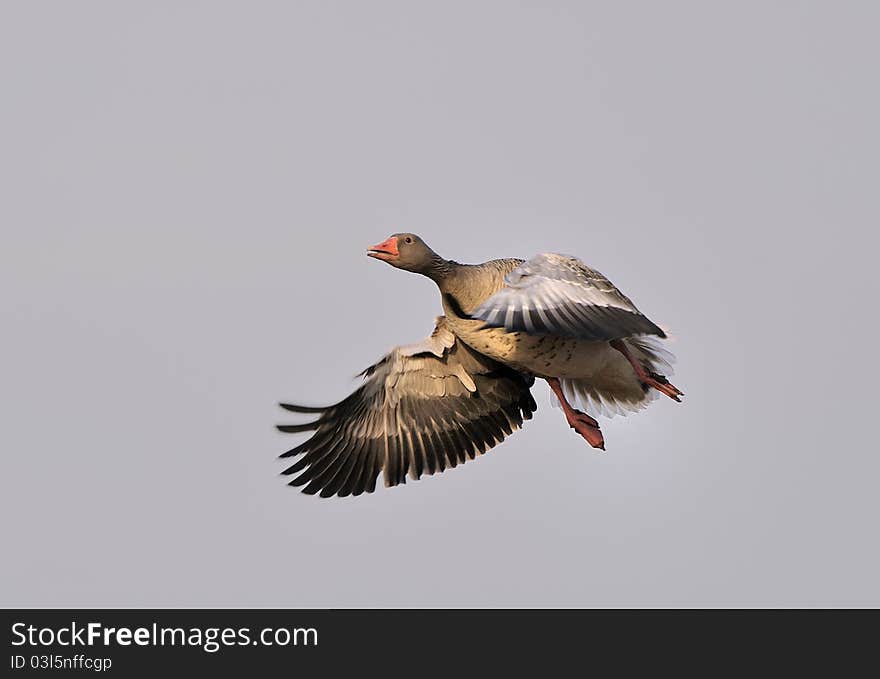 A greylag goose at the flight