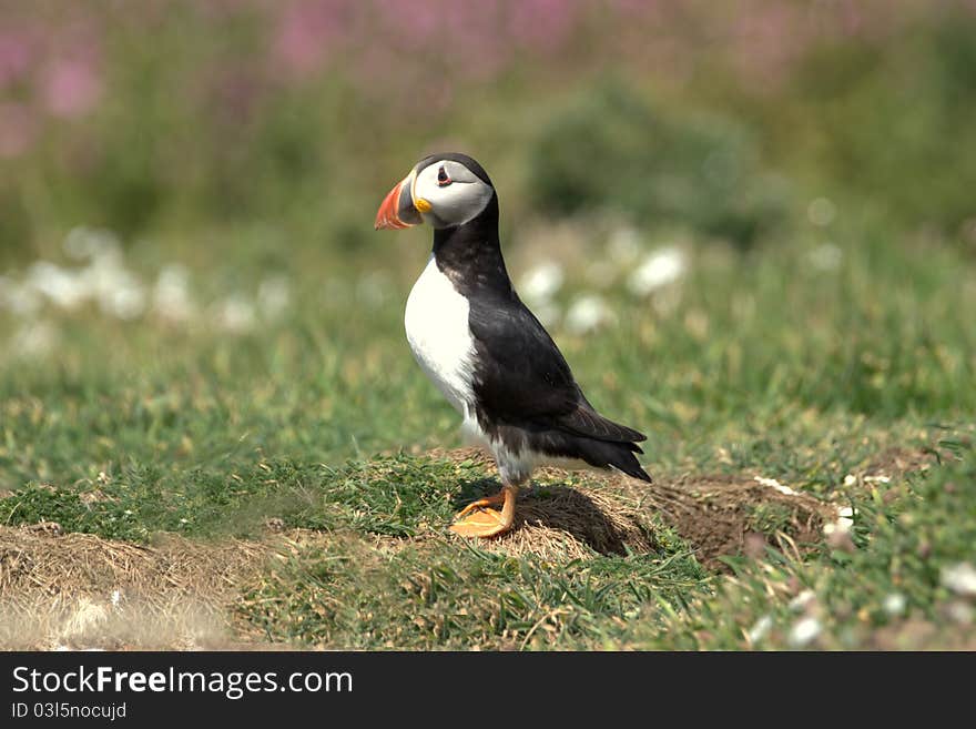 Puffin waiting near the burrow for its mate to return