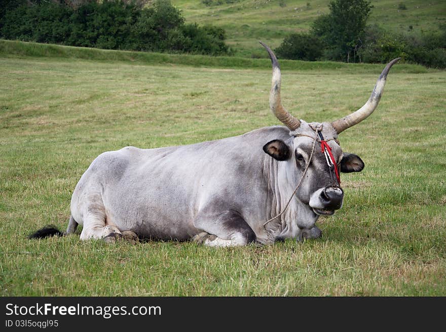 A big cow in the italian mountain