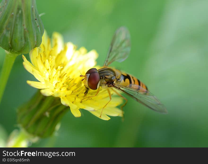 Hover Fly (episyrphus Balteatus)