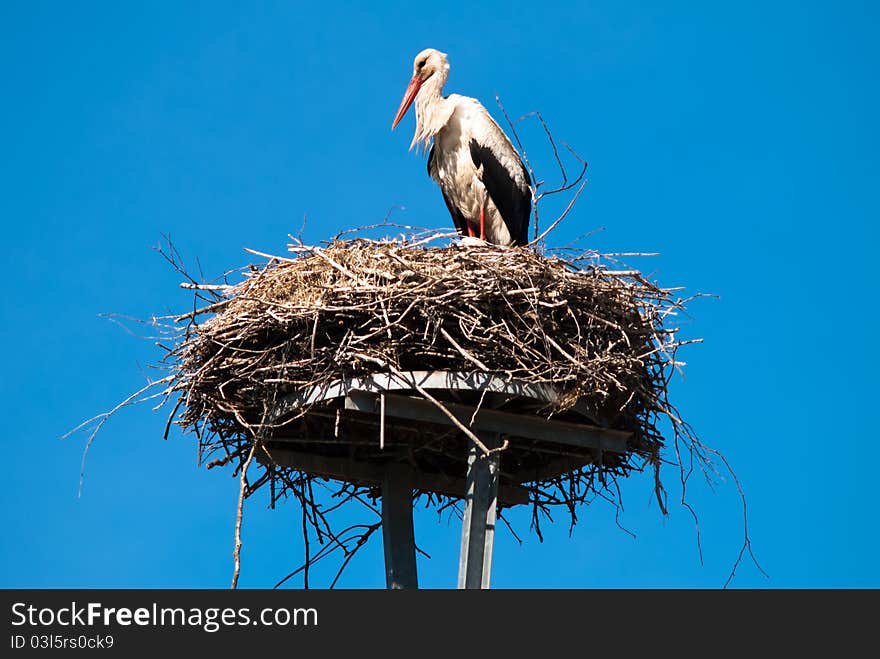 Stork In The Nest