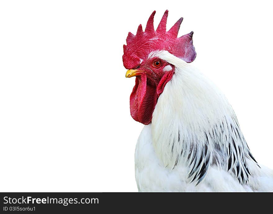 Head Of A White Rooster