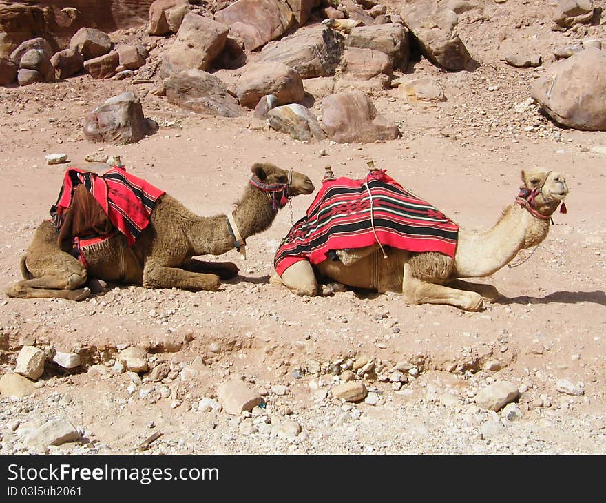 Camels in the Petra Desert