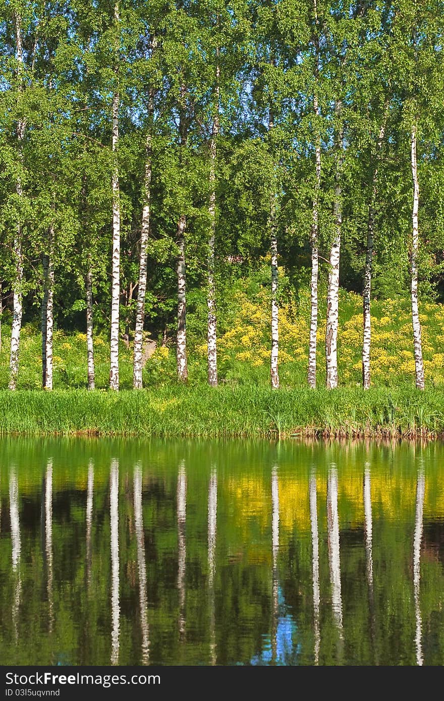 Birchwood on the side of a pond. Birchwood on the side of a pond