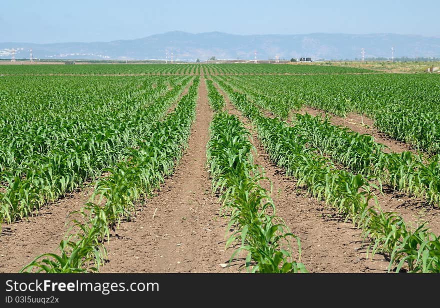 Field of maize seedlings