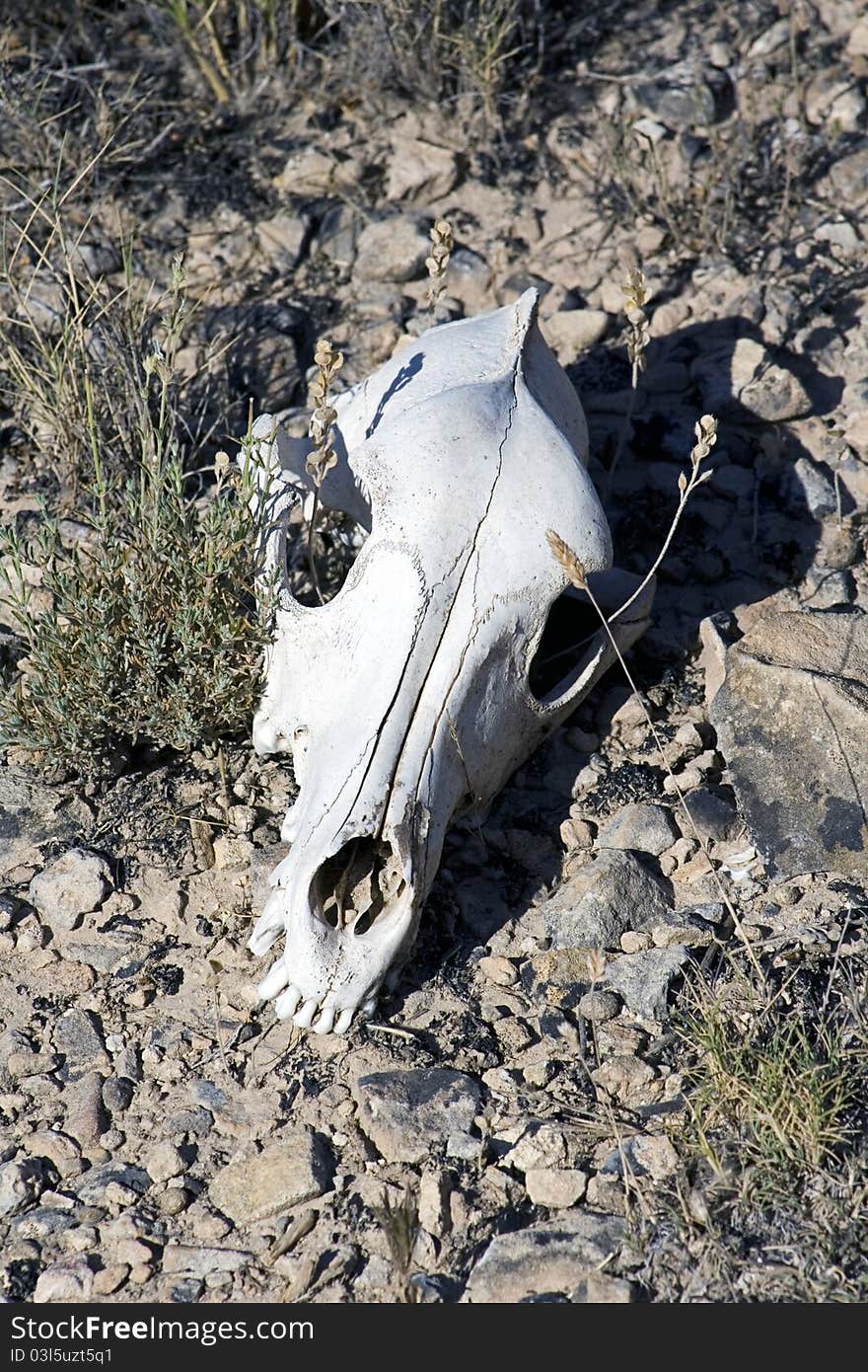 Close up view of a lamb skull under the sun