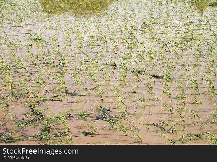 A picture of young jasmine rice field in tropical plantation